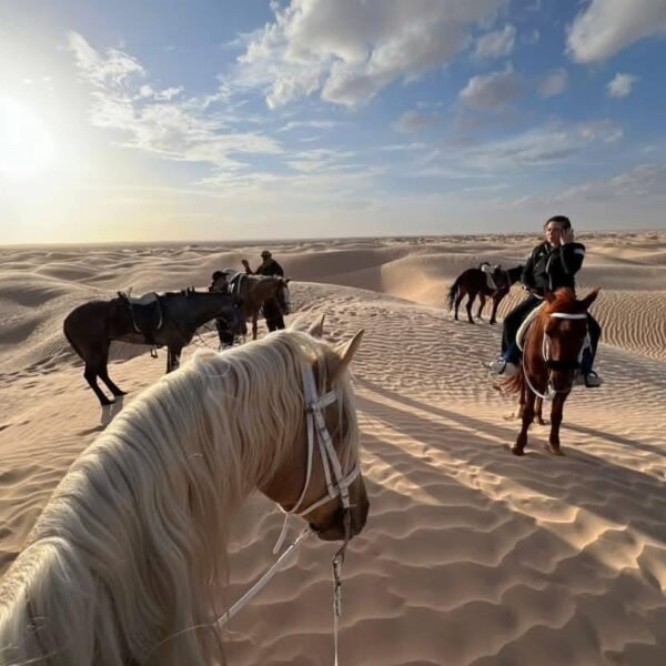 Galloping Through the Sahara – The Spirit of Freedom Awaits